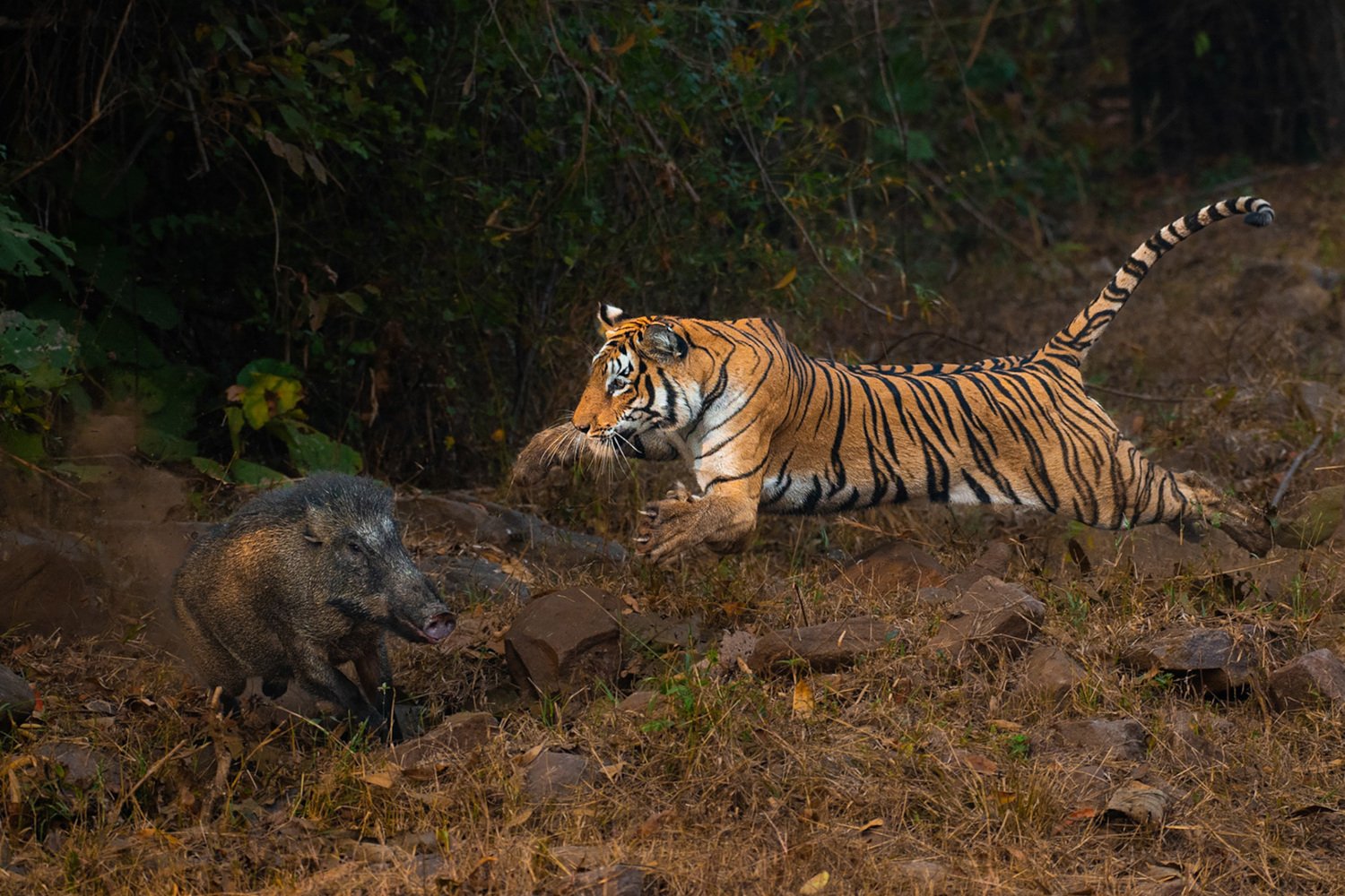 A tiger pouncing on a boar.