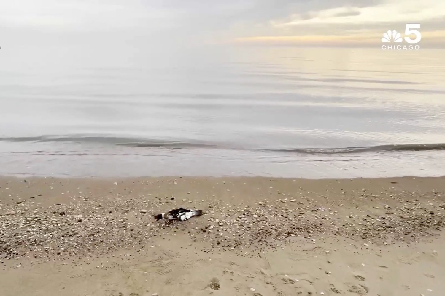 A dead duck on a Chicago beach captured by NBC5.