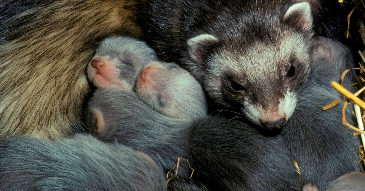 Ferret Malware Added to Contagious Interview Campaign