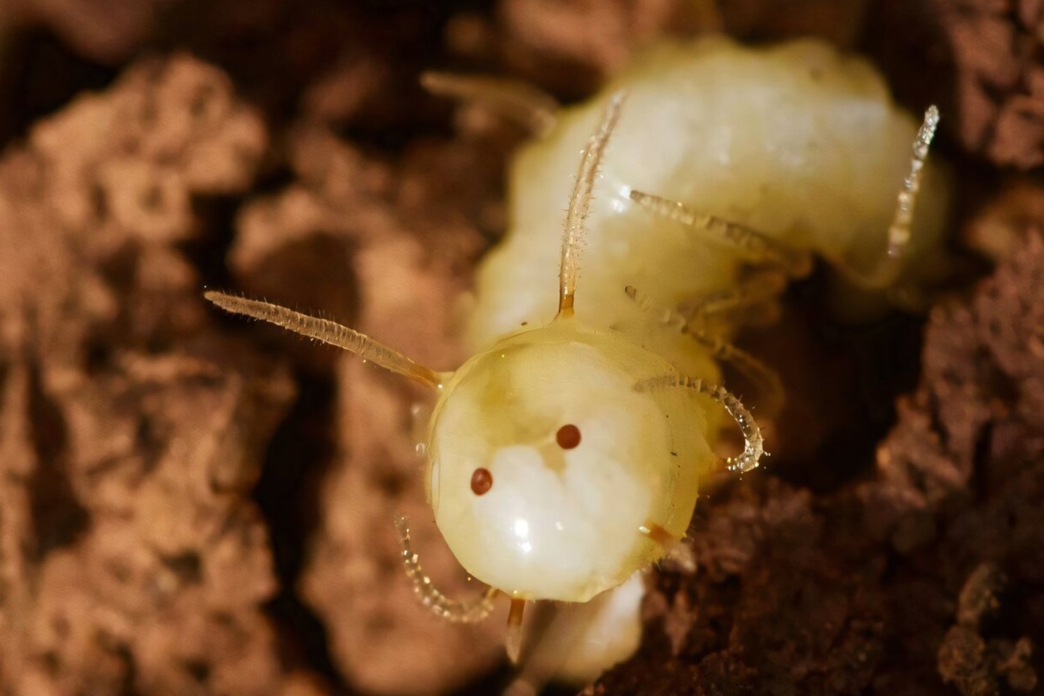 Larva Butt