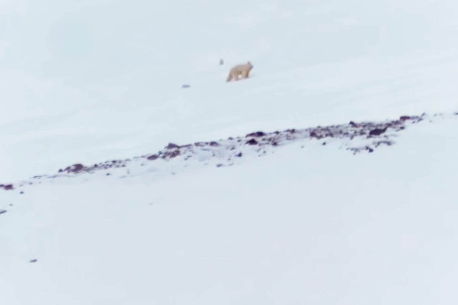 Polar bear cubs emerging from den.