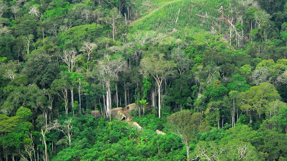 The dwellings of an uncontacted tribe in Brazil.