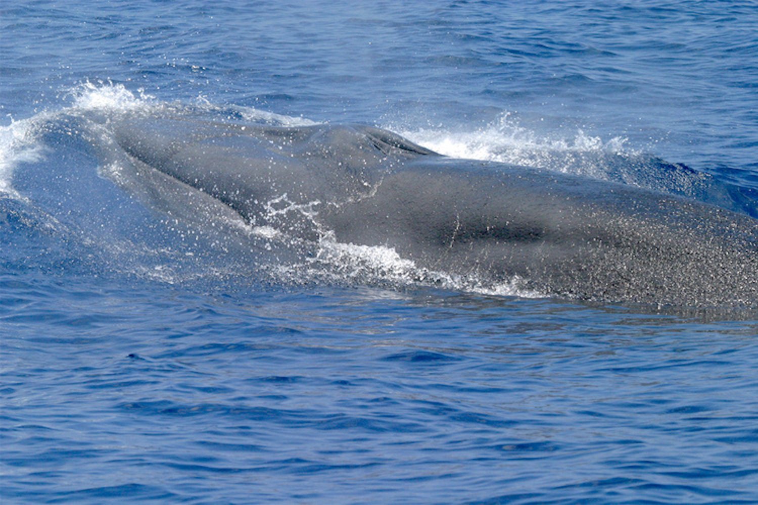 A photo of a Rice's whale.