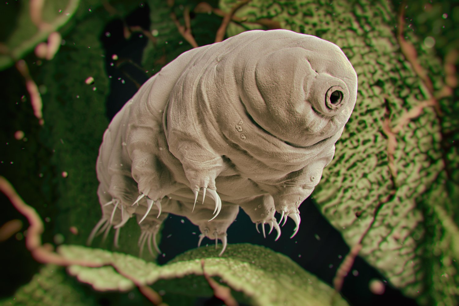 A 3D illustration of a tardigrade.