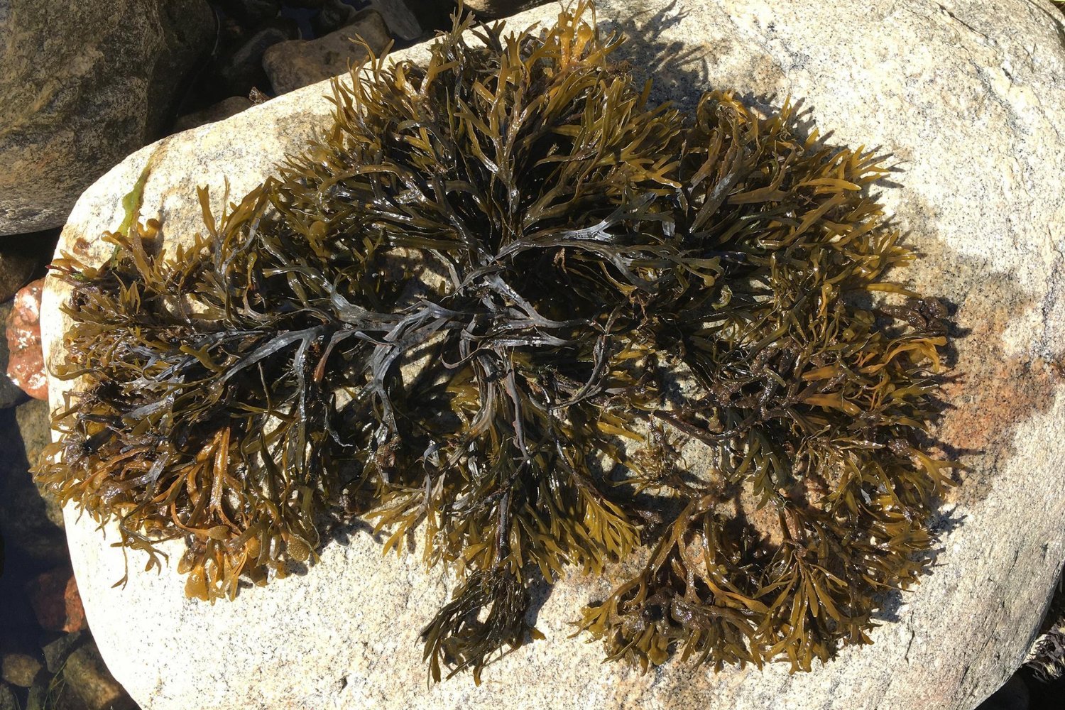 Bladderwrack Seaweed