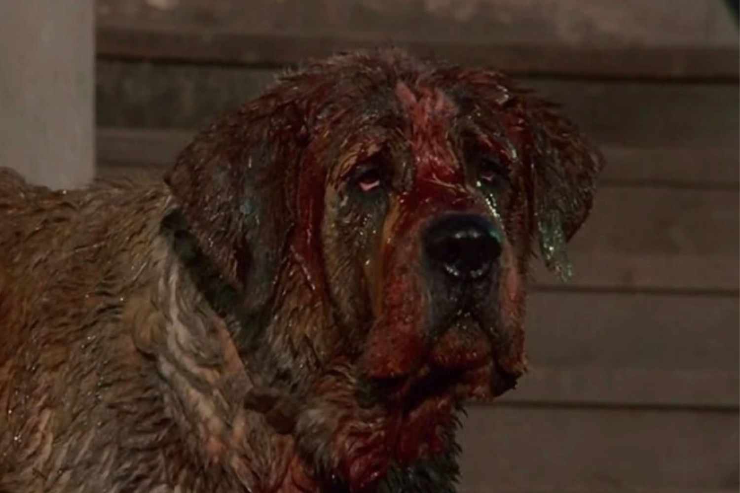 Cujo 1983