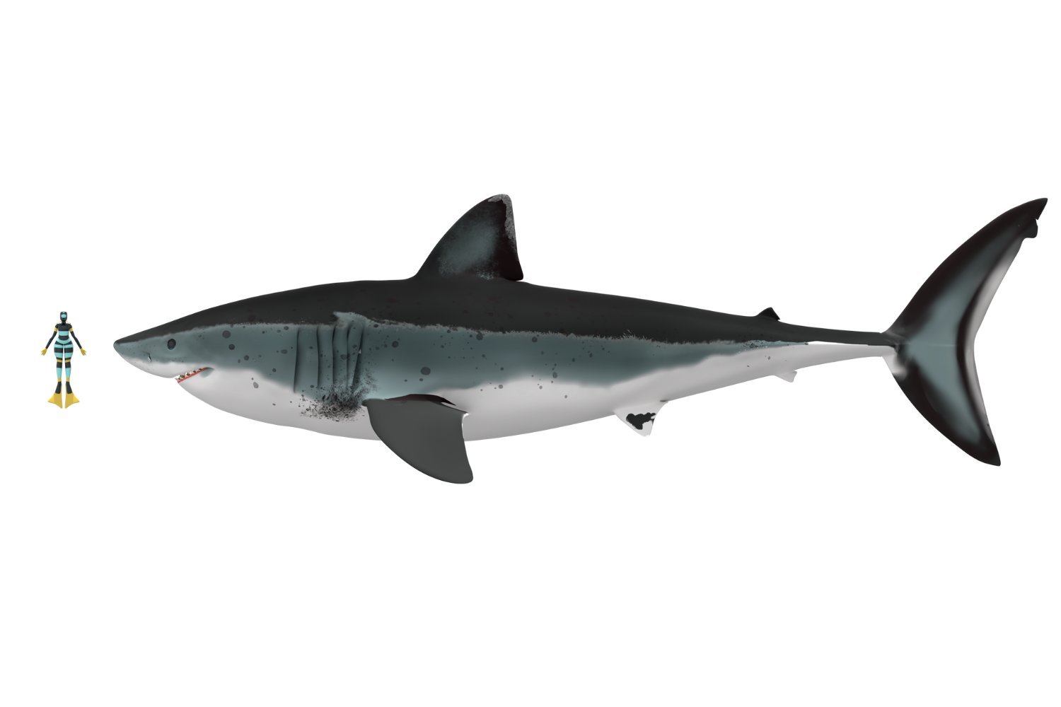 An artistic illustration of an Otodus megalodon next to a diver.