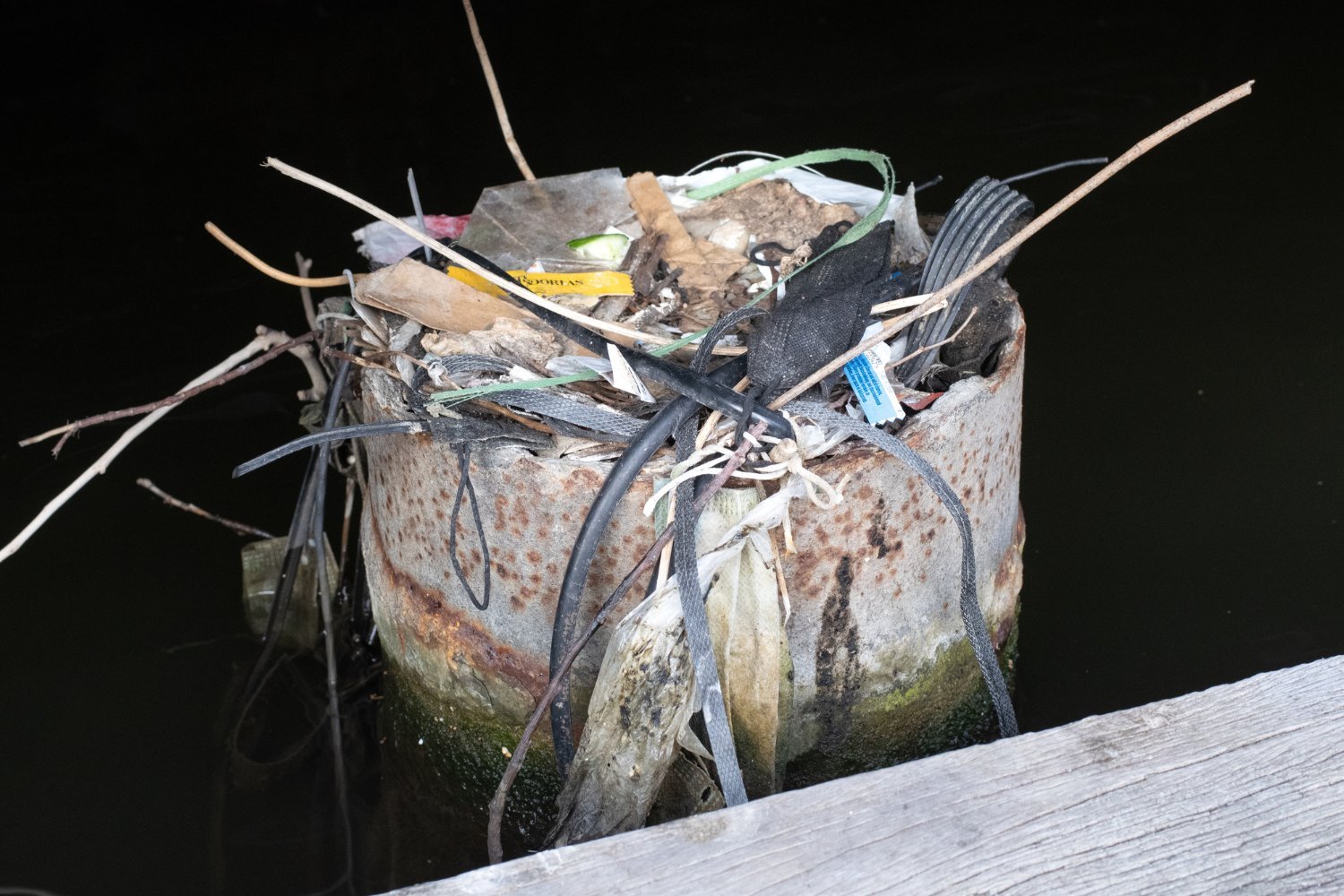 The 30-year-old coot nest.