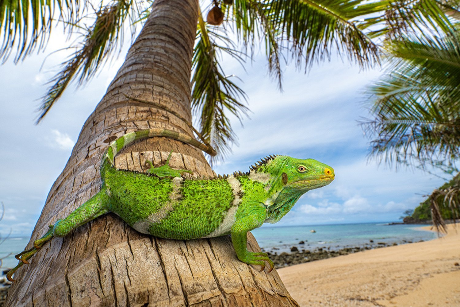 A Fijian crested iguana (Brachylophus vitiensis).