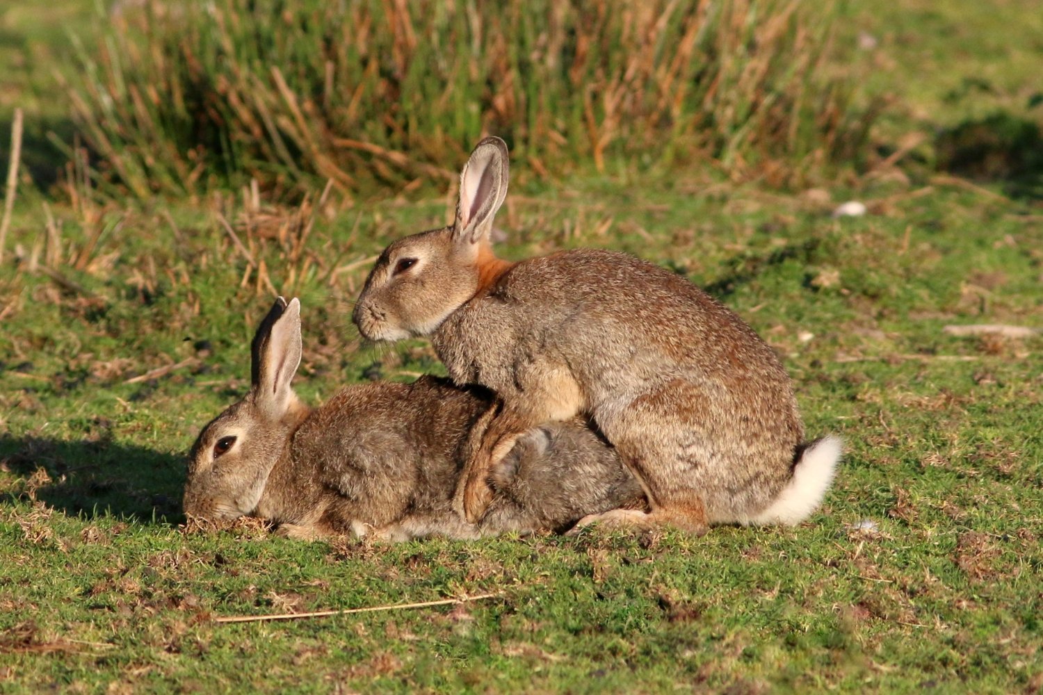 Two European rabbits mating in the summer.