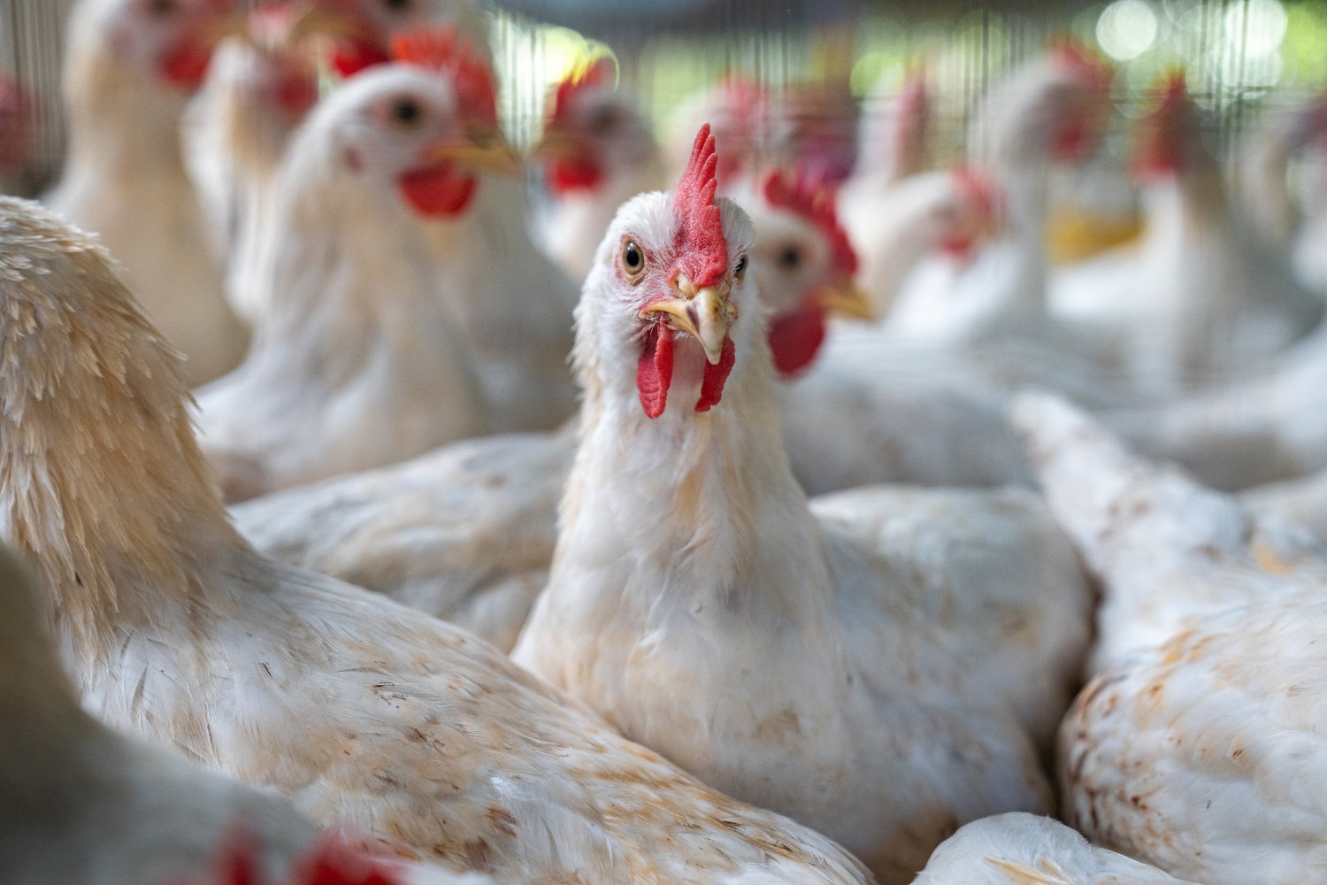 Poultry Chicken