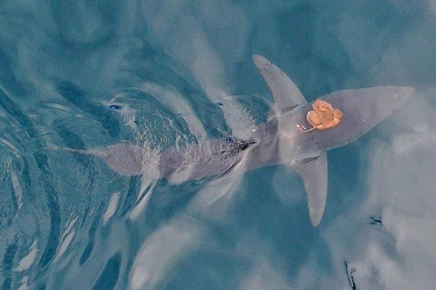 Finally, a sharktopus you can show the kids.