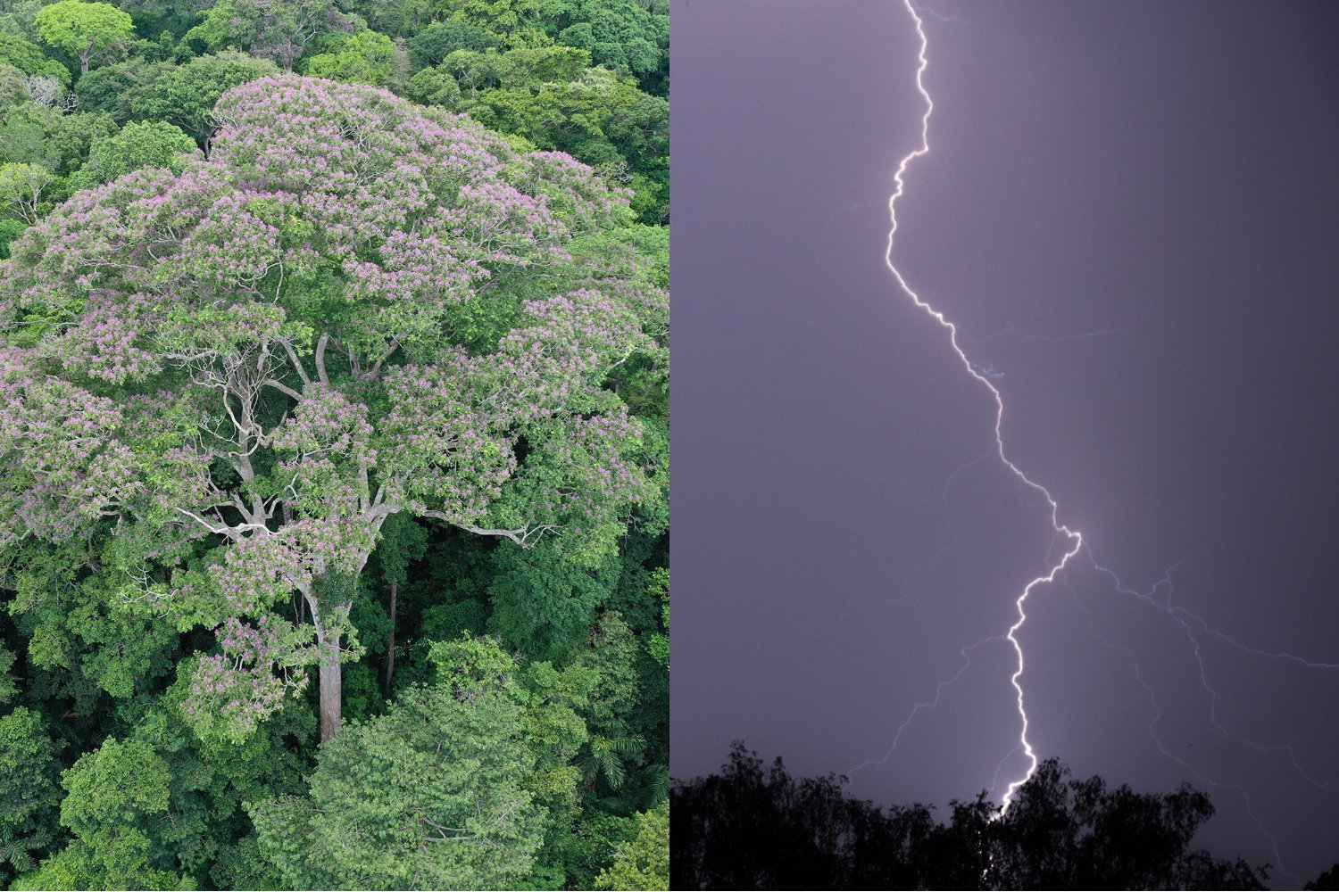 New research suggests getting struck by lightning might be beneficial for Dipteryx oleifera trees.