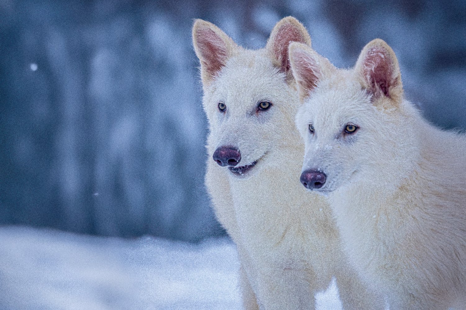 Romulus and Remus, seen above, were born six months ago.