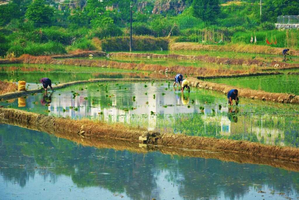 Farmers plant rice crops in Yuexi county in central China's Anhui province