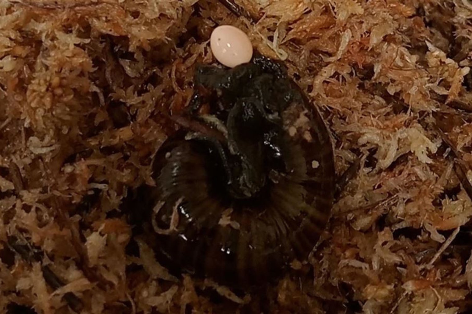 A Powelliphanta augusta snail laying an egg through its neck pore.
