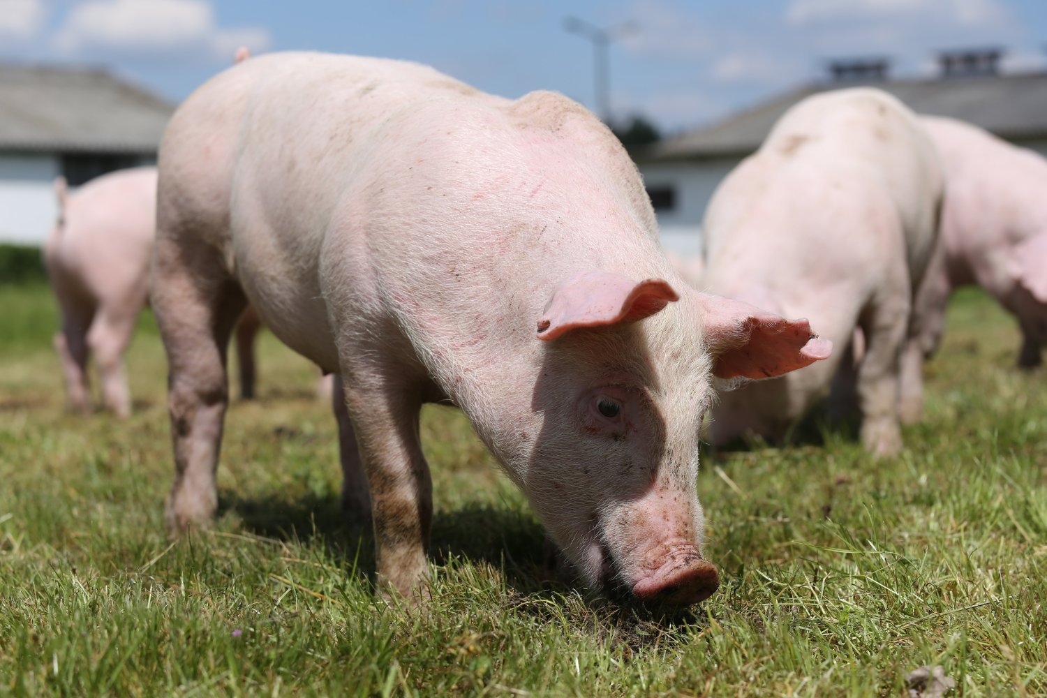 The FDA has deemed PIC's gene edit to be safe and effective in pigs bred for human consumption.